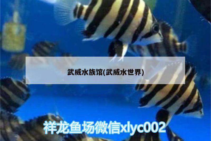 武威水族馆(武威水世界) 金龙福龙鱼 第2张