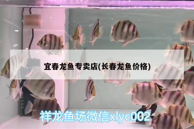 宜春龙鱼专卖店(长春龙鱼价格)