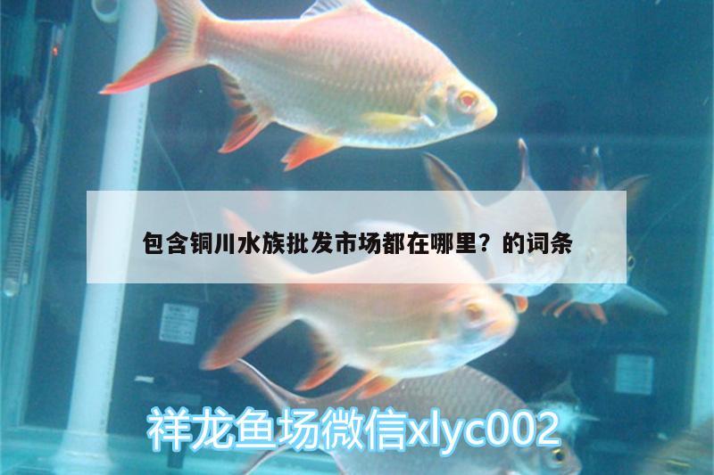 包含铜川水族批发市场都在哪里？的词条