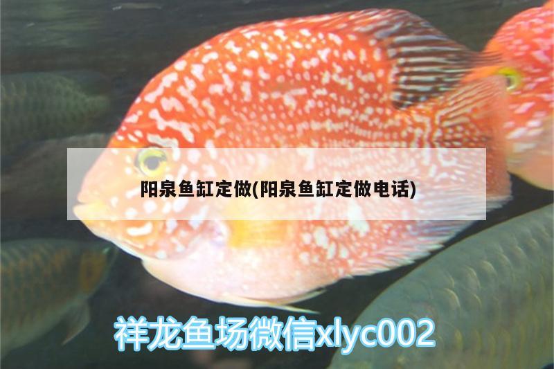 阳泉鱼缸定做(阳泉鱼缸定做电话)