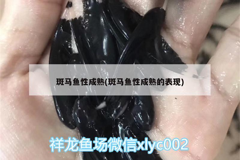 斑马鱼性成熟(斑马鱼性成熟的表现) 大白鲨鱼