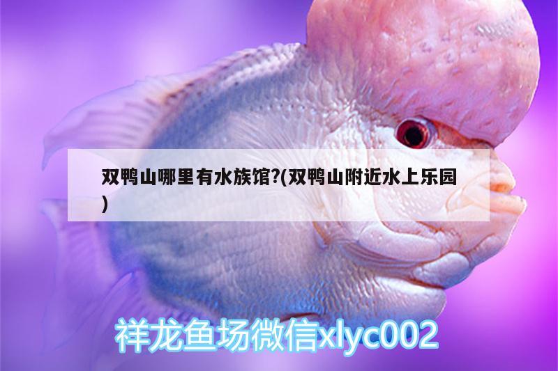 双鸭山哪里有水族馆?(双鸭山附近水上乐园) B级过背金龙鱼