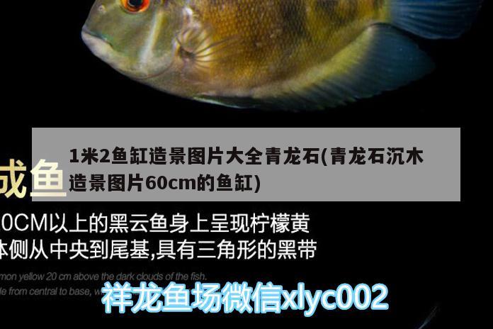 1米2鱼缸造景图片大全青龙石(青龙石沉木造景图片60cm的鱼缸) 泰庞海鲢鱼 第2张