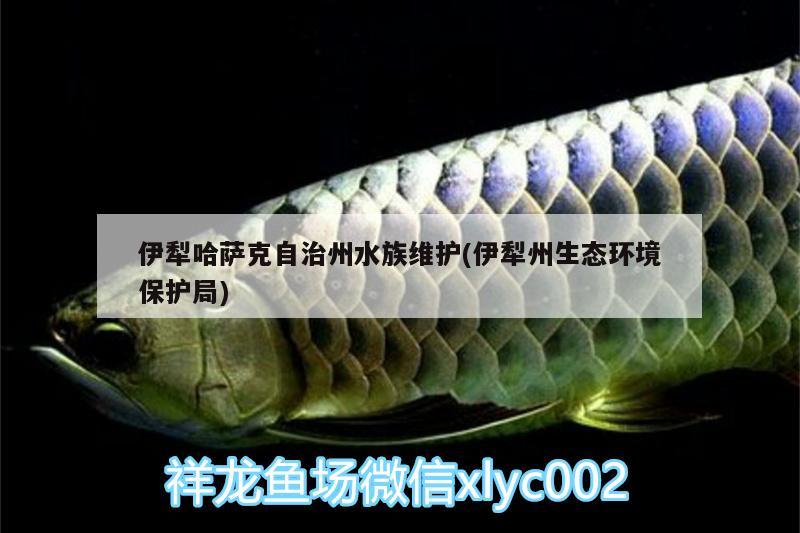 伊犁哈萨克自治州水族维护(伊犁州生态环境保护局) 飞凤鱼苗