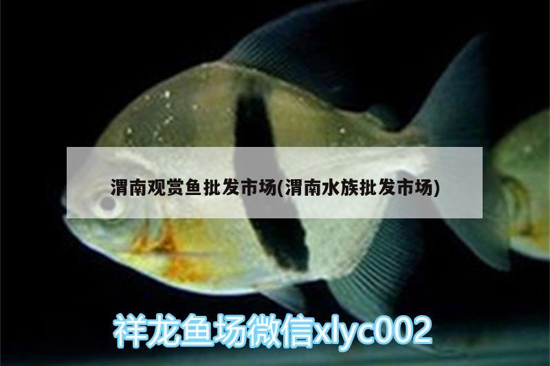 渭南观赏鱼批发市场(渭南水族批发市场)