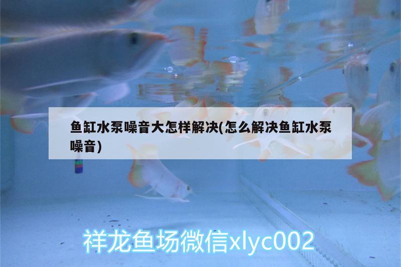 鱼缸水泵噪音大怎样解决(怎么解决鱼缸水泵噪音)