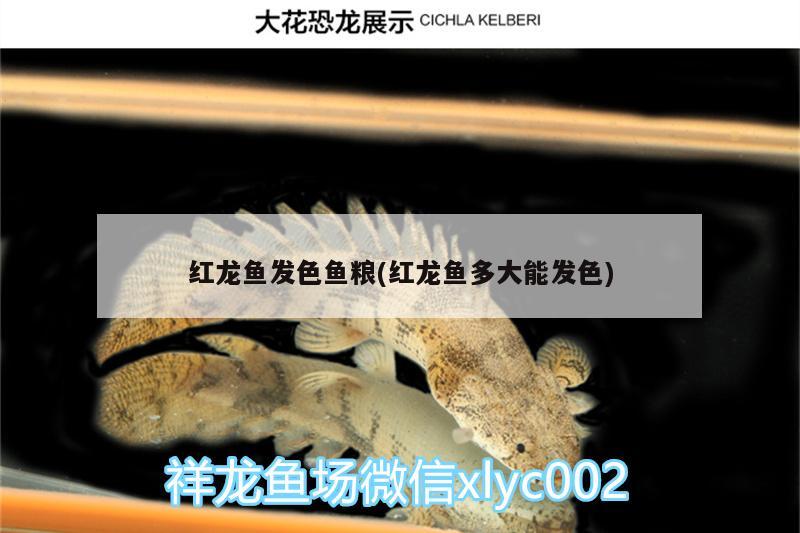 红龙鱼发色鱼粮(红龙鱼多大能发色) 祥龙龙鱼专用水族灯