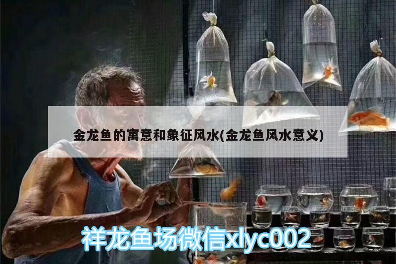 金龙鱼的寓意和象征风水(金龙鱼风水意义)