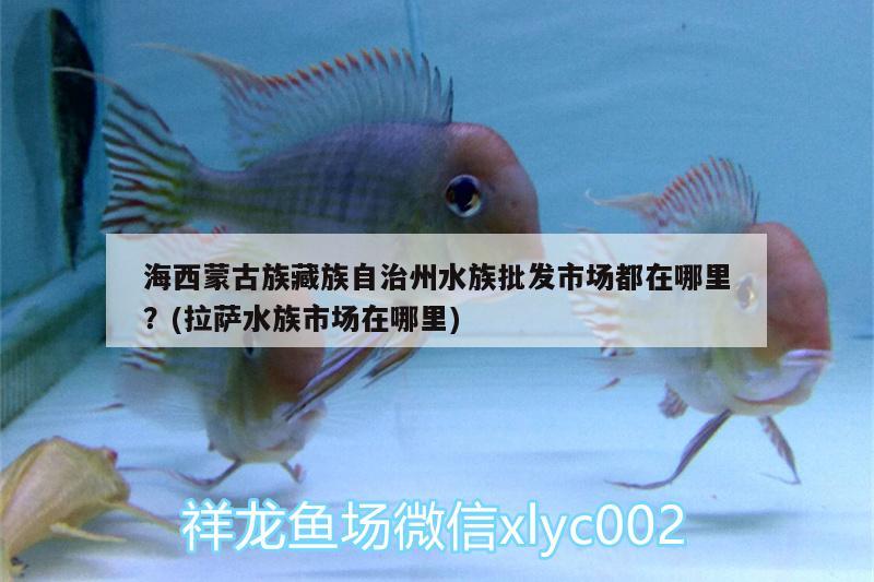 海西蒙古族藏族自治州水族批发市场都在哪里？(拉萨水族市场在哪里) 观赏鱼水族批发市场