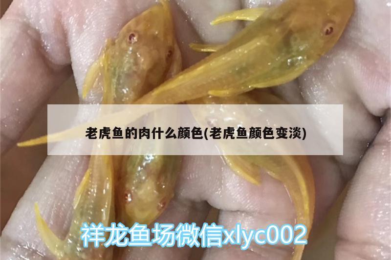 老虎鱼的肉什么颜色(老虎鱼颜色变淡) 虎鱼百科