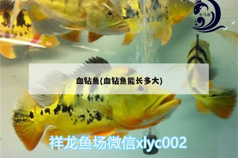 血钻鱼(血钻鱼能长多大) 水族用品