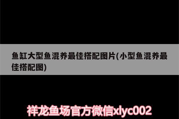 鱼缸大型鱼混养最佳搭配图片(小型鱼混养最佳搭配图) 马拉莫宝石鱼苗