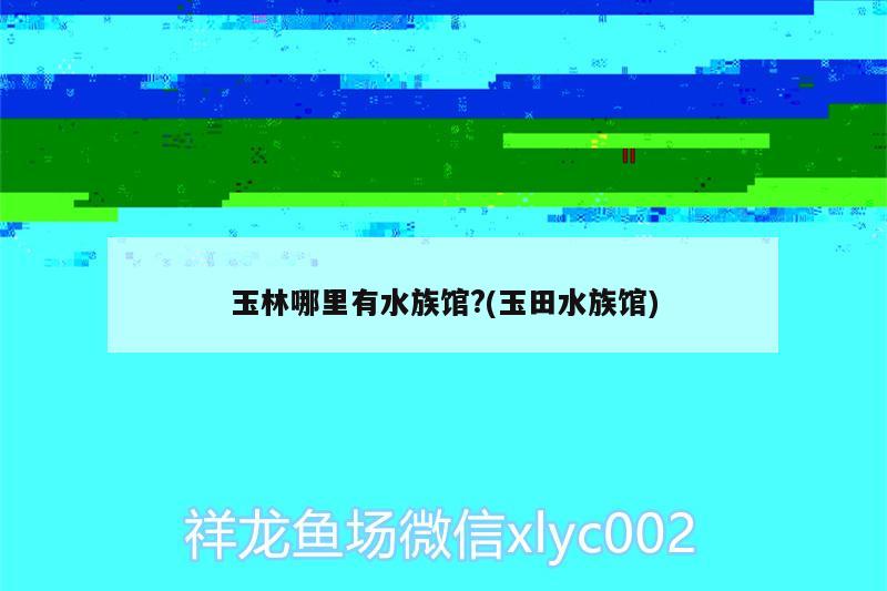 玉林哪里有水族馆?(玉田水族馆) 黄金招财猫鱼 第2张