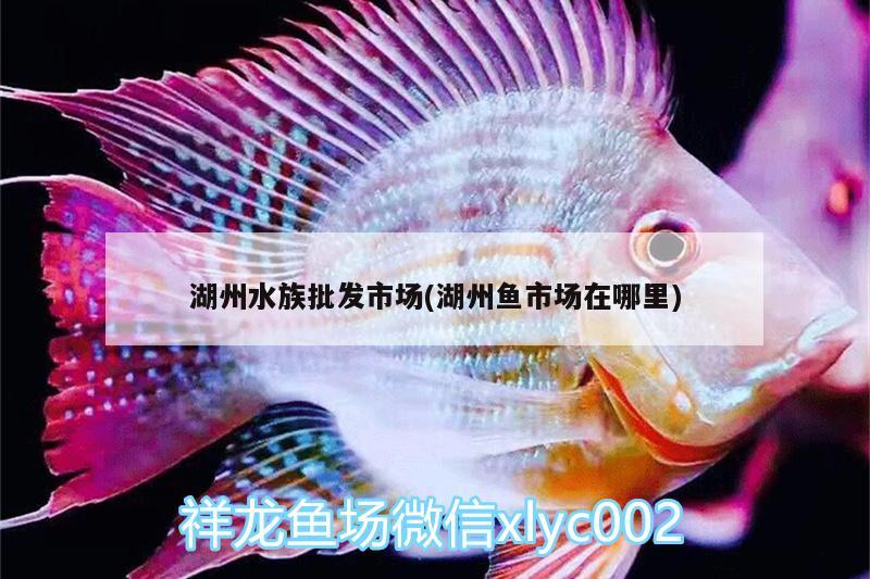 湖州水族批发市场(湖州鱼市场在哪里) 观赏鱼水族批发市场