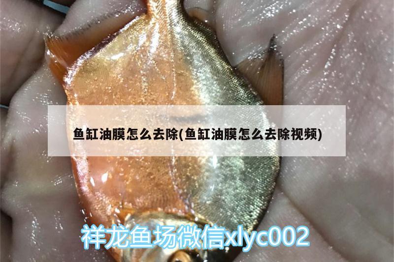 鱼缸油膜怎么去除(鱼缸油膜怎么去除视频)