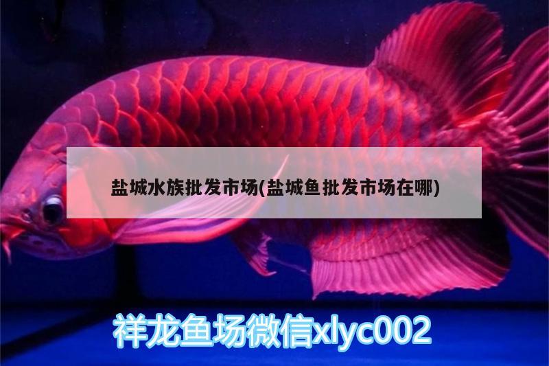 盐城水族批发市场(盐城鱼批发市场在哪)