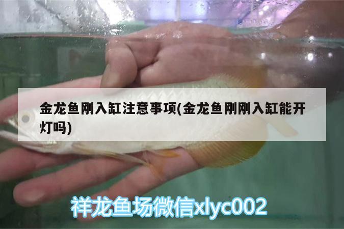 金龙鱼刚入缸注意事项(金龙鱼刚刚入缸能开灯吗) 泰国虎鱼 第2张