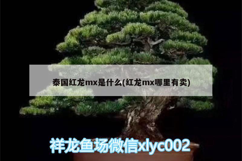 泰国红龙mx是什么(红龙mx哪里有卖)