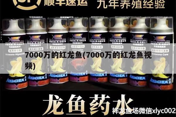 7000万的红龙鱼(7000万的红龙鱼视频)