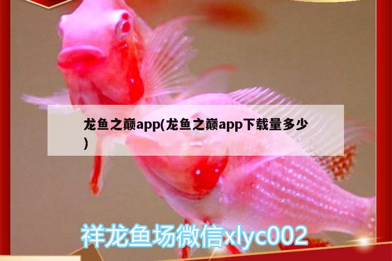 龙鱼之巅app(龙鱼之巅app下载量多少)