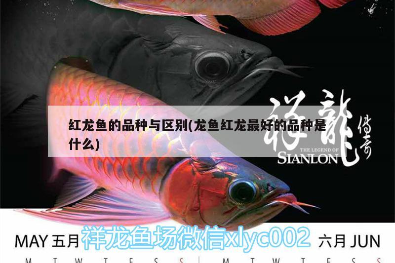 红龙鱼的品种与区别(龙鱼红龙最好的品种是什么) 招财战船鱼