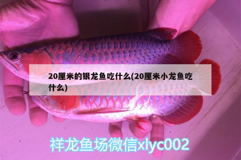 20厘米的银龙鱼吃什么(20厘米小龙鱼吃什么) 银龙鱼 第2张