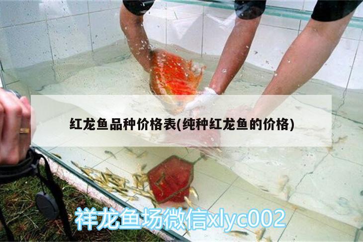 红龙鱼品种价格表(纯种红龙鱼的价格)