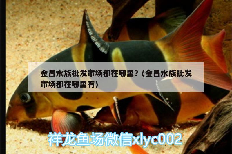 金昌水族批发市场都在哪里？(金昌水族批发市场都在哪里有) 观赏鱼水族批发市场