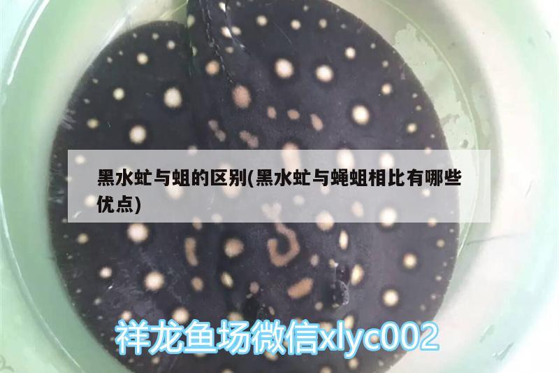 黑水虻与蛆的区别(黑水虻与蝇蛆相比有哪些优点) 其它水族用具设备