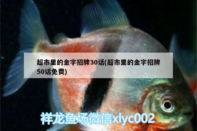 超市里的金字招牌30话(超市里的金字招牌50话免费) 广州水族批发市场