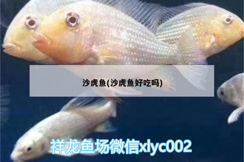 沙虎鱼(沙虎鱼好吃吗)