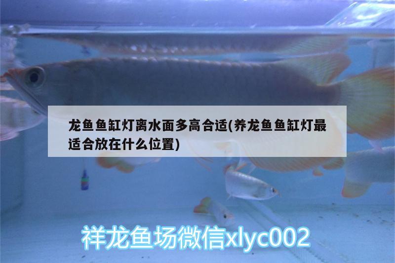 龙鱼鱼缸灯离水面多高合适(养龙鱼鱼缸灯最适合放在什么位置) 熊猫异形鱼L46
