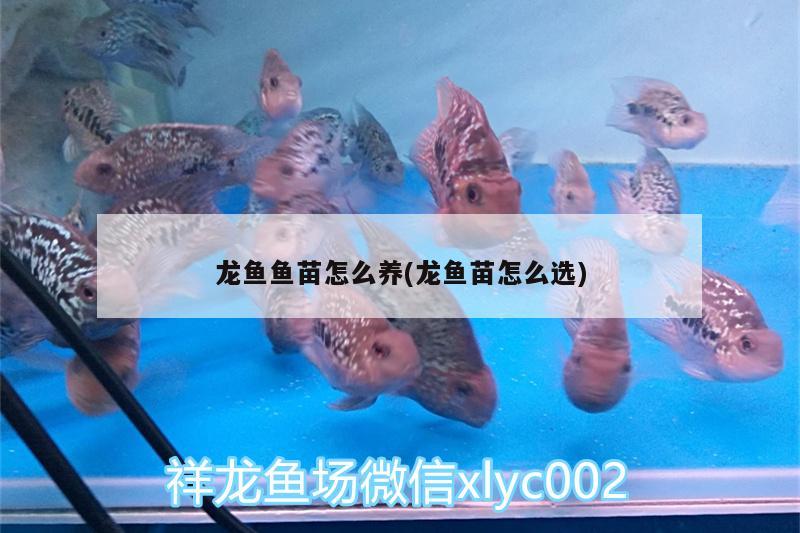 龙鱼鱼苗怎么养(龙鱼苗怎么选) 水族用品