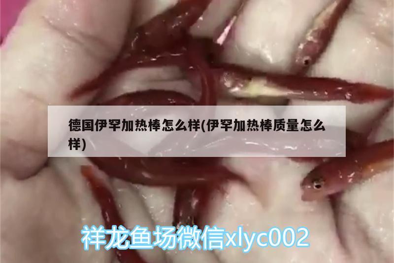 德国伊罕加热棒怎么样(伊罕加热棒质量怎么样)