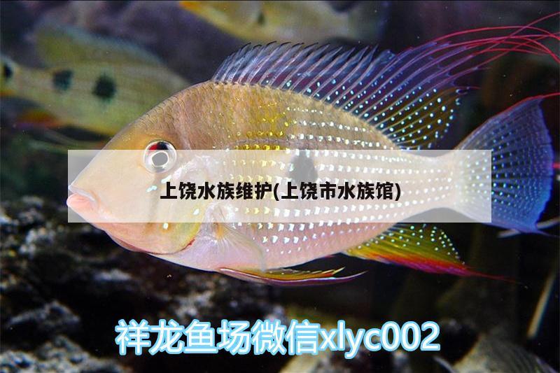 上饶水族维护(上饶市水族馆)