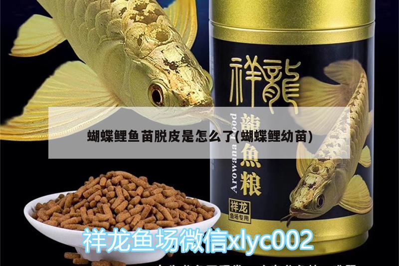 蝴蝶鲤鱼苗脱皮是怎么了(蝴蝶鲤幼苗) 蝴蝶鲤