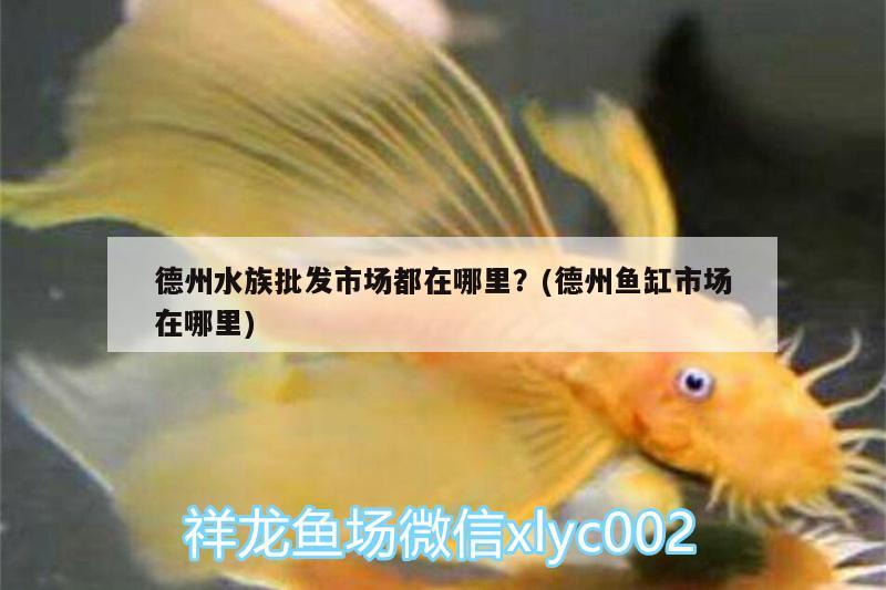 德州水族批发市场都在哪里？(德州鱼缸市场在哪里)