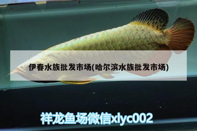 伊春水族批发市场(哈尔滨水族批发市场)