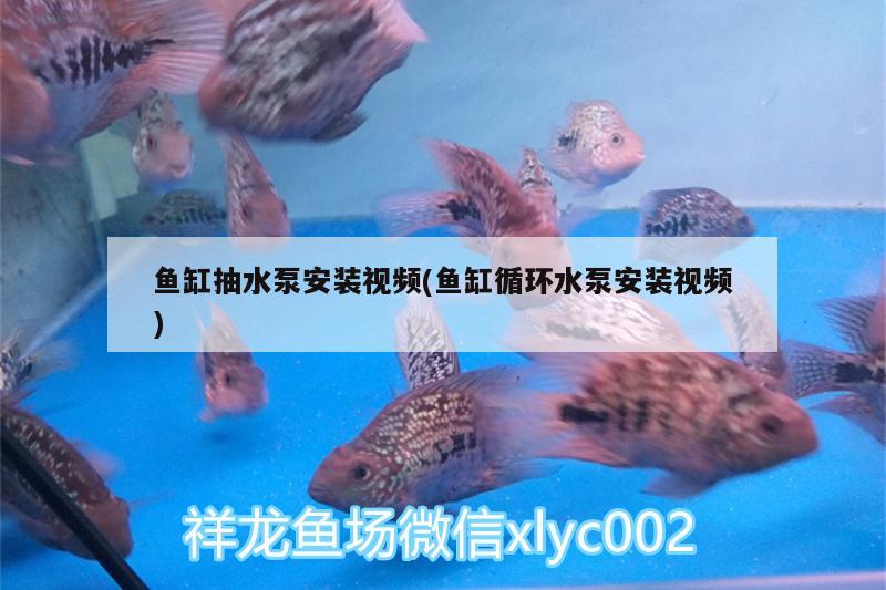 鱼缸抽水泵安装视频(鱼缸循环水泵安装视频) 祥龙传奇品牌鱼缸