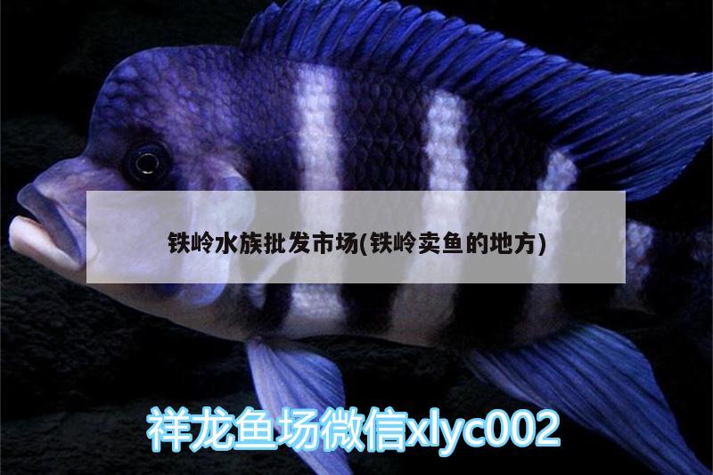 铁岭水族批发市场(铁岭卖鱼的地方) 观赏鱼水族批发市场