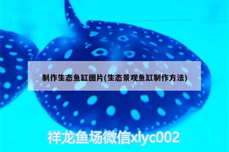 制作生态鱼缸图片(生态景观鱼缸制作方法) 广州水族器材滤材批发市场