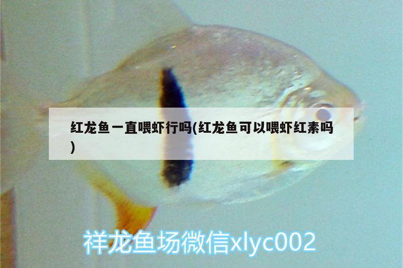 红龙鱼一直喂虾行吗(红龙鱼可以喂虾红素吗) 成吉思汗鲨（球鲨）鱼