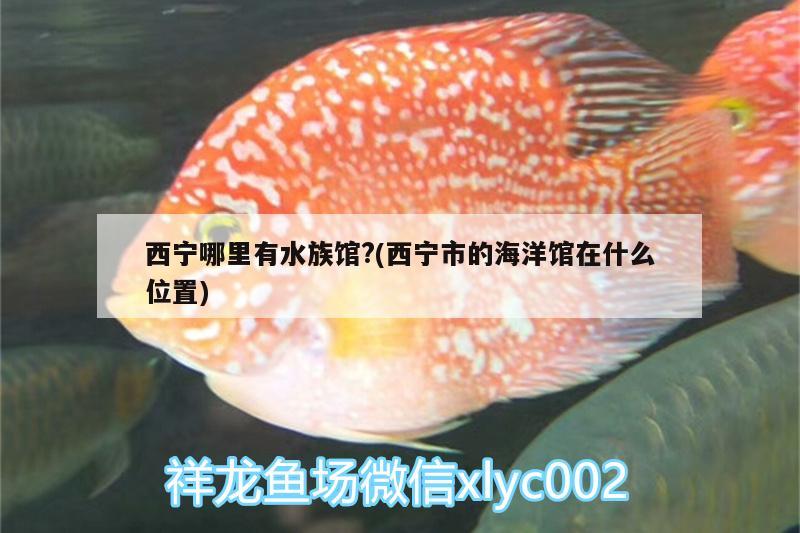 西宁哪里有水族馆?(西宁市的海洋馆在什么位置) 朱巴利鱼