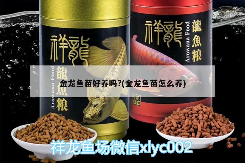 金龙鱼苗好养吗?(金龙鱼苗怎么养) 祥龙龙鱼专用水族灯