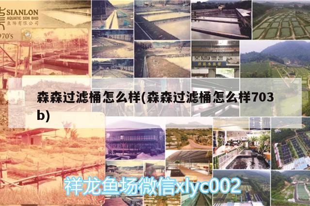 森森过滤桶怎么样(森森过滤桶怎么样703b) 奈及利亚红圆点狗头