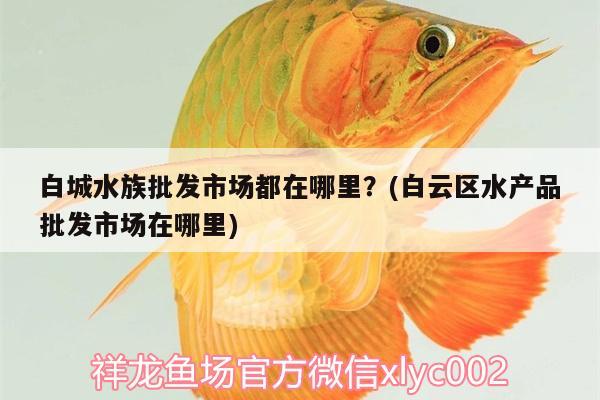 白城水族批发市场都在哪里？(白云区水产品批发市场在哪里) 观赏鱼水族批发市场