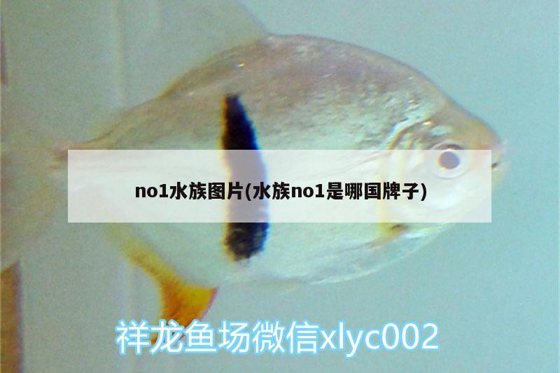 no1水族图片(水族no1是哪国牌子)