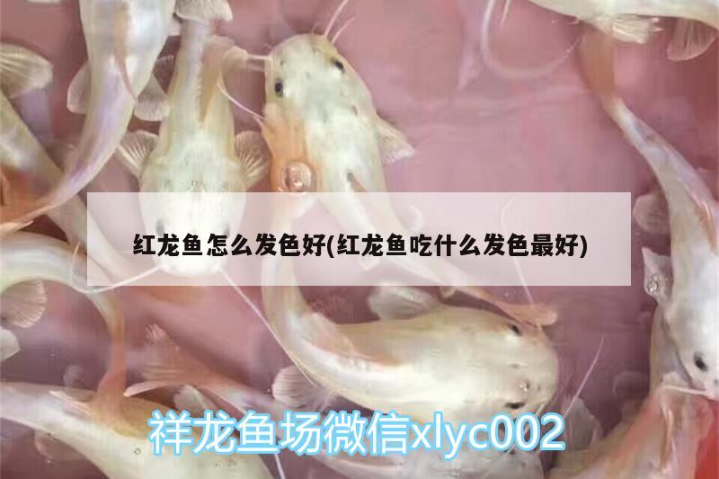 红龙鱼怎么发色好(红龙鱼吃什么发色最好) 斑马鸭嘴鱼