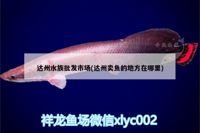 达州水族批发市场(达州卖鱼的地方在哪里)