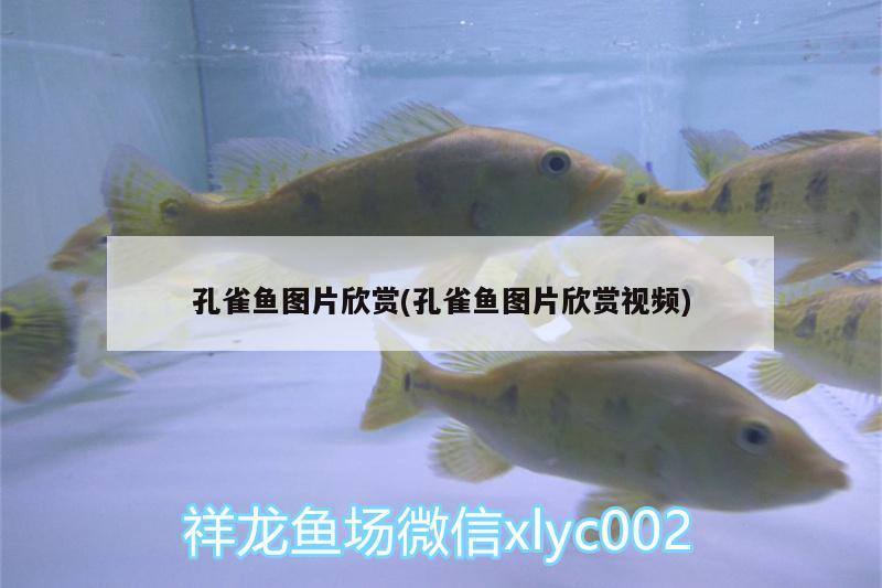 孔雀鱼图片欣赏(孔雀鱼图片欣赏视频) 水族品牌